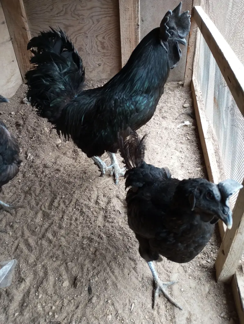 breeder — photo 3