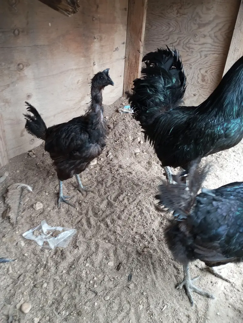 breeder — photo 4