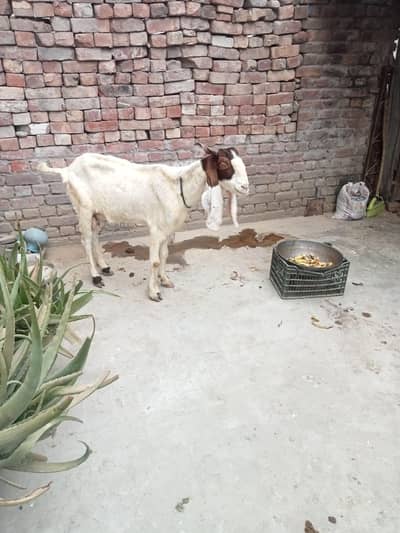 Beetle bakra Female Goats