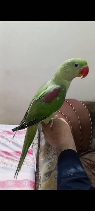 hand tame Kashmir raw parrot