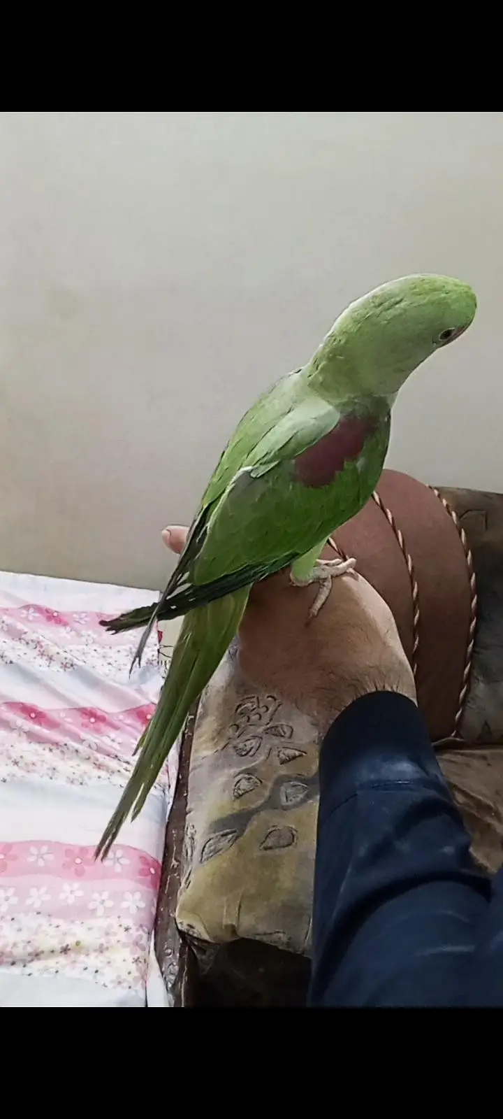 hand tame Kashmir raw parrot — photo 2