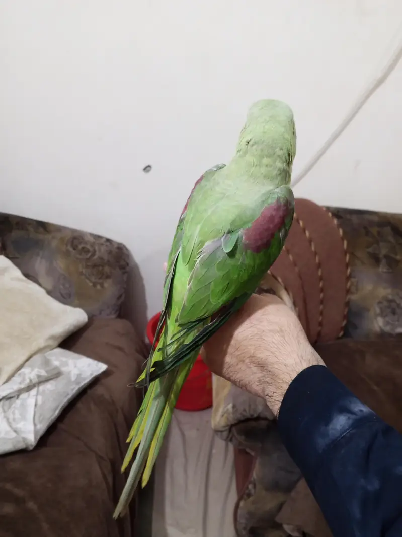 hand tame Kashmir raw parrot — photo 3