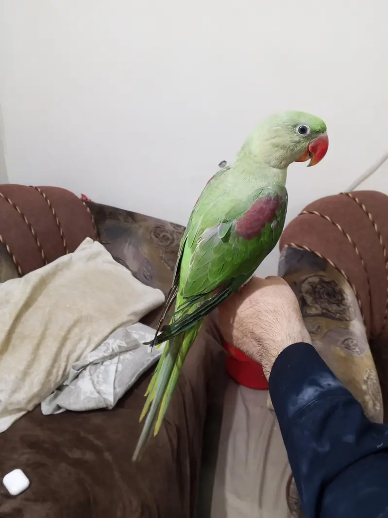 hand tame Kashmir raw parrot — photo 4