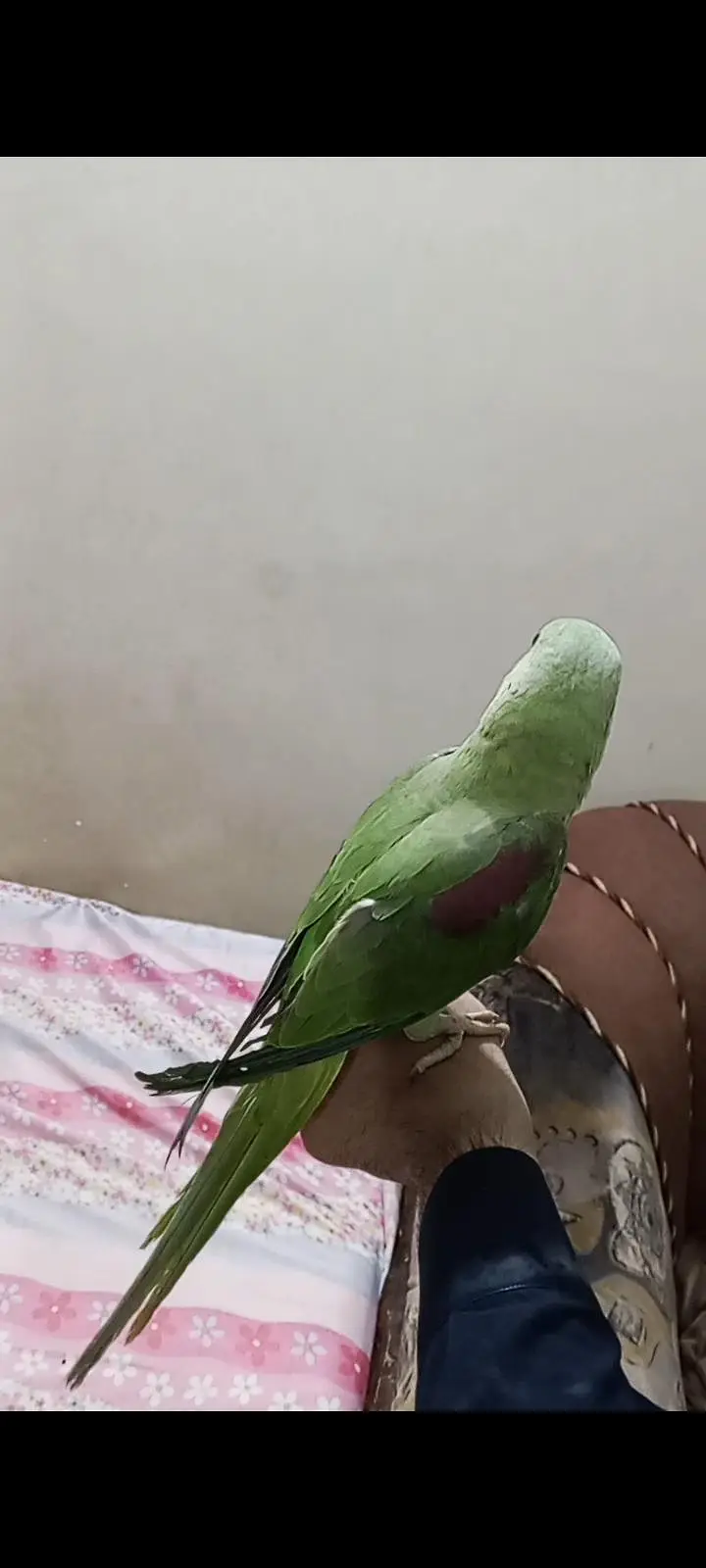 hand tame Kashmir raw parrot — photo 5