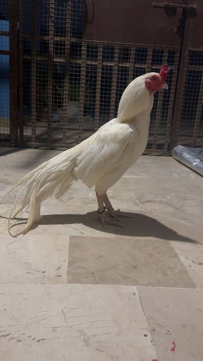 Pepper white colour