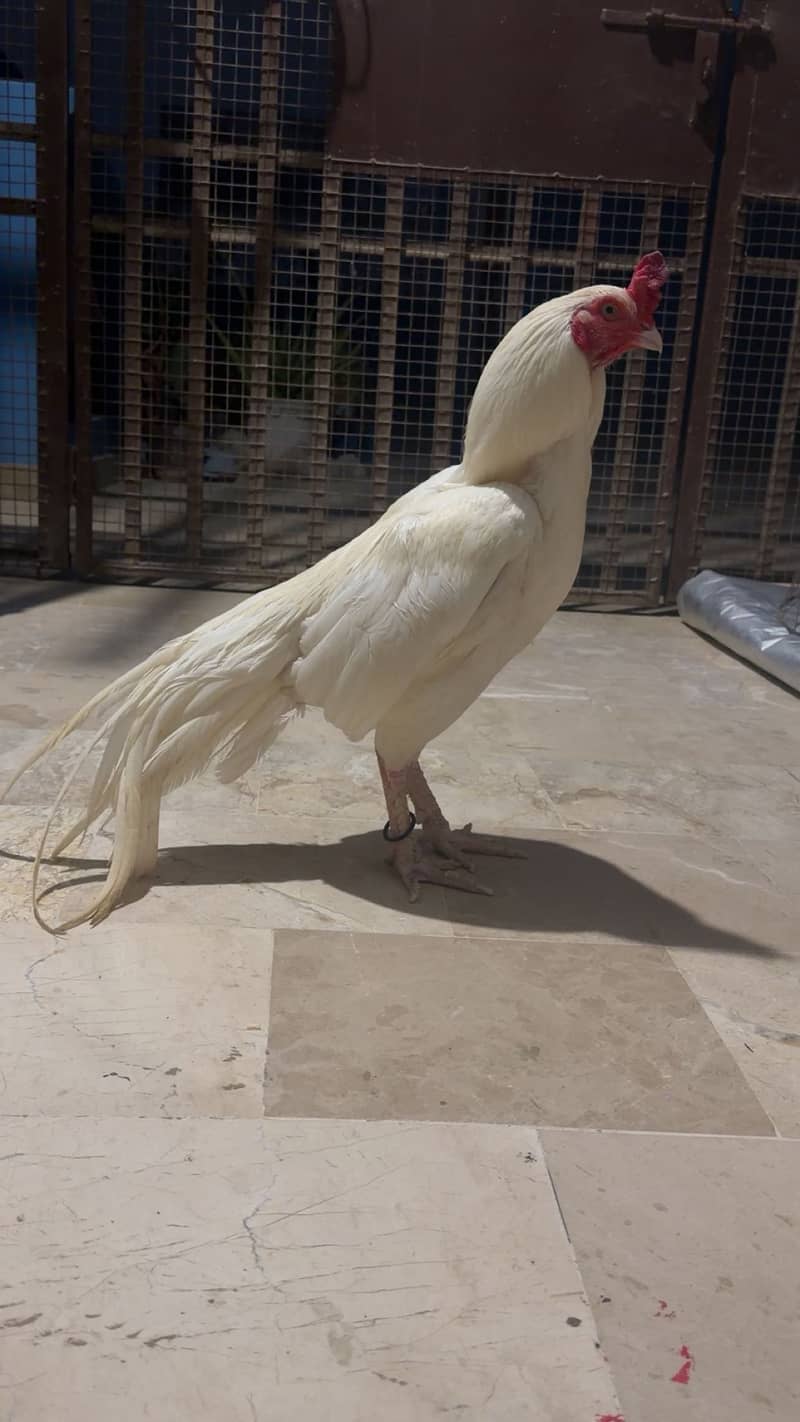 Pepper white colour 0