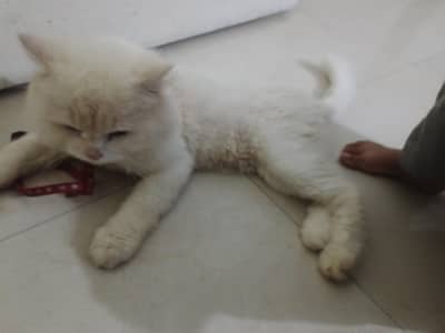 Persian male and female pair for sale