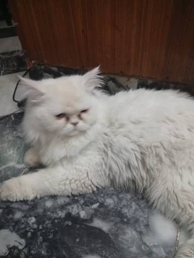 Persian Pure punch face male