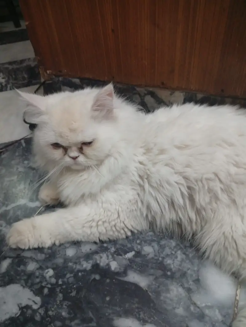 Persian Pure punch face male — photo 2