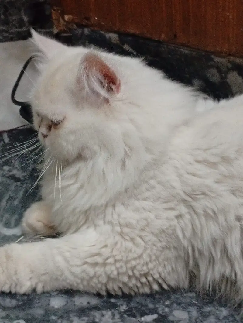 Persian Pure punch face male — photo 3