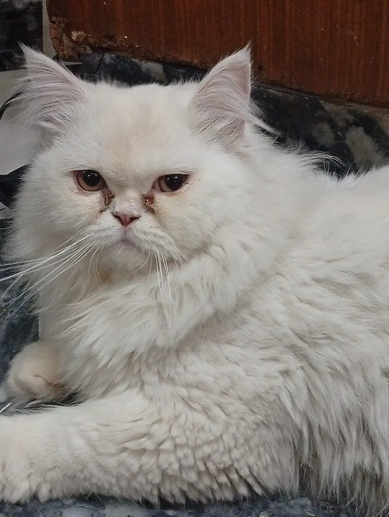 Persian Pure punch face male — photo 4