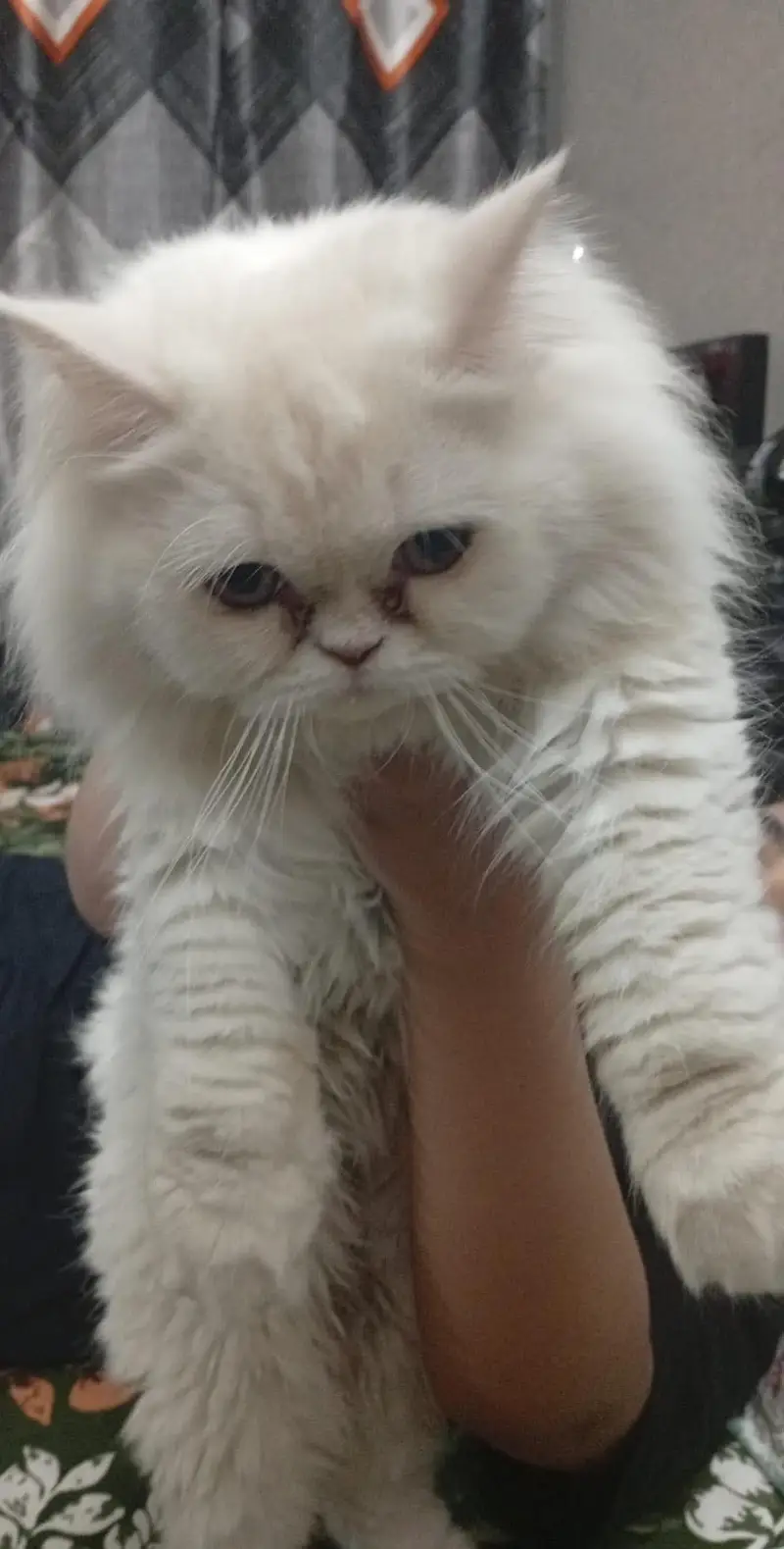 Persian Pure punch face male — photo 5