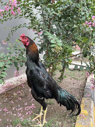 Shamo breeder pair