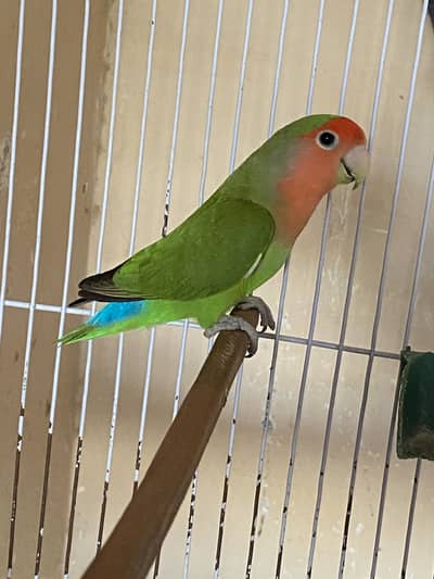 1 female off lovebirds