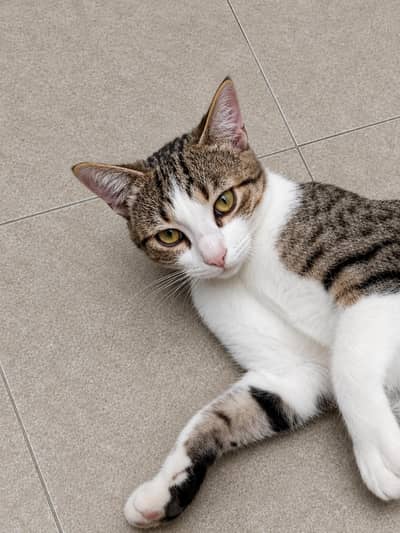 Adorable Cats for Sale. if interested contact on WhatsApp