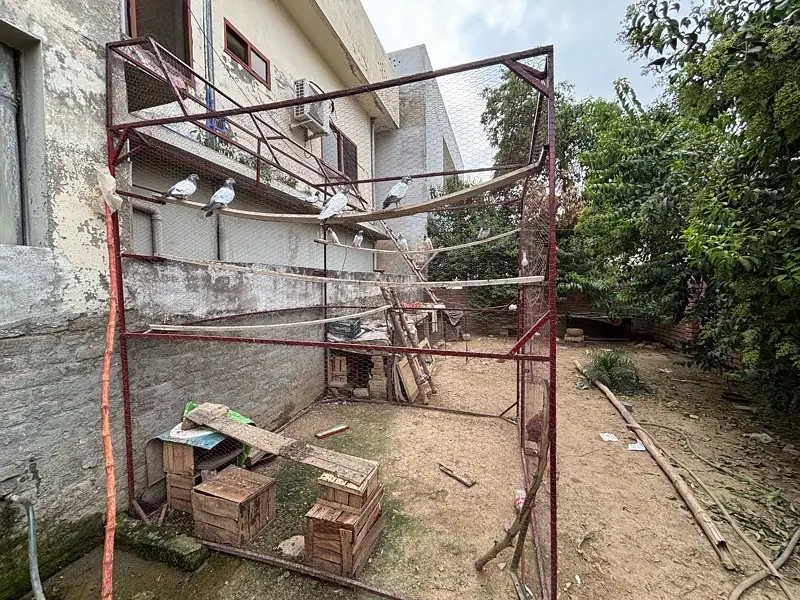 Pigeon Cage 8 by 8 — photo 2