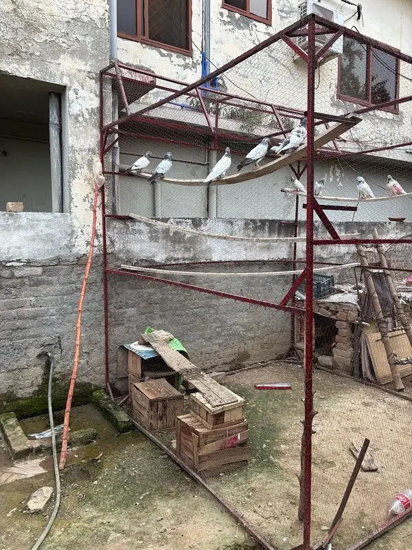 Pigeon Cage 8 by 8 — photo 3