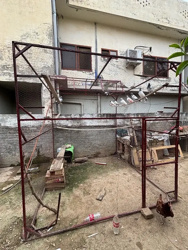 Pigeon Cage 8 by 8 — photo 4