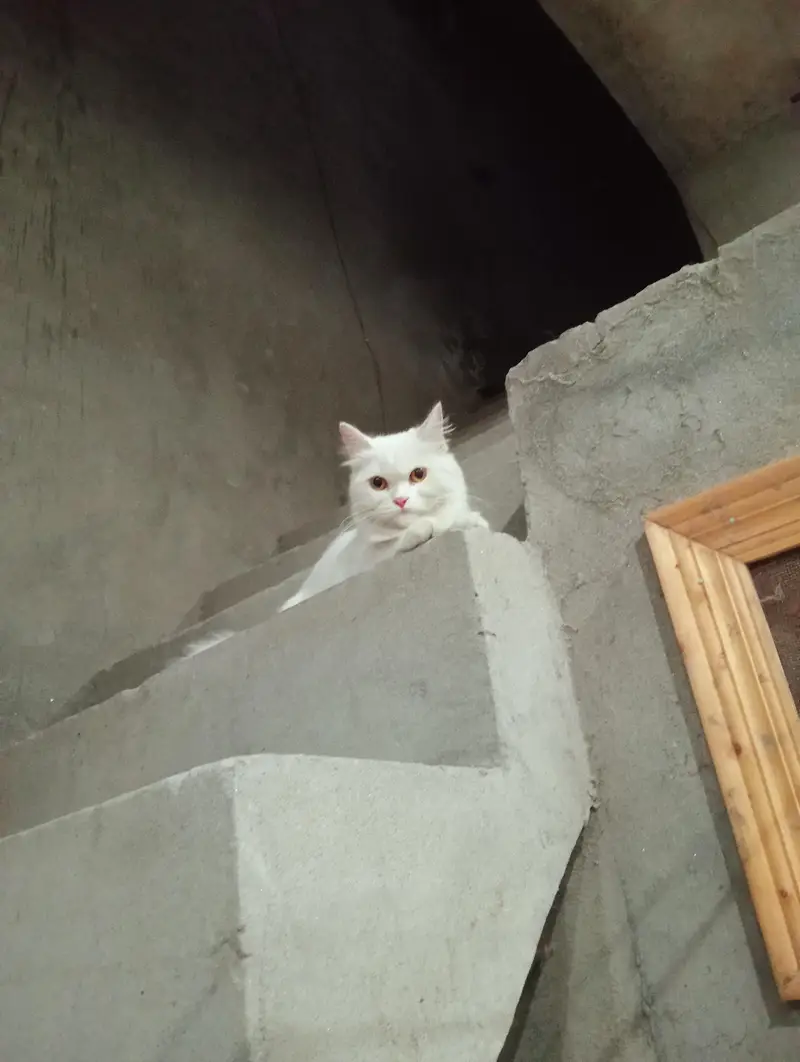 adult female cats for sale, 7k final price — photo 2