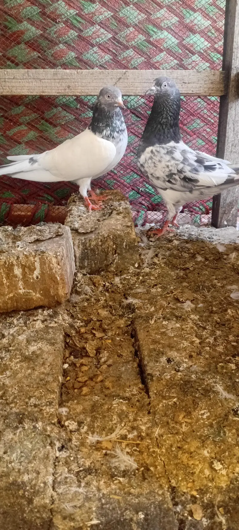 Golden male,35 no female,teddy cross pair and teddy cross males — photo 2