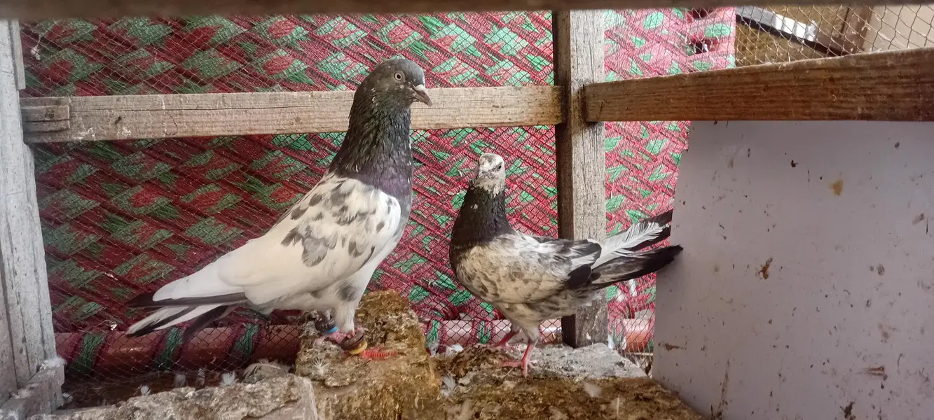 Golden male,35 no female,teddy cross pair and teddy cross males — photo 4