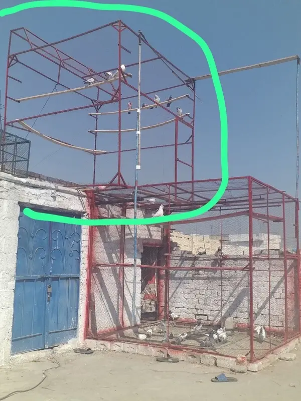 Pigeon Cage 8 by 8 — photo 5