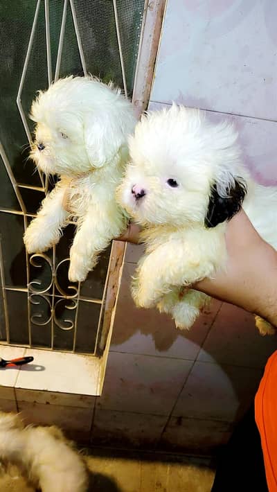 shihtzu male and female showclass quality