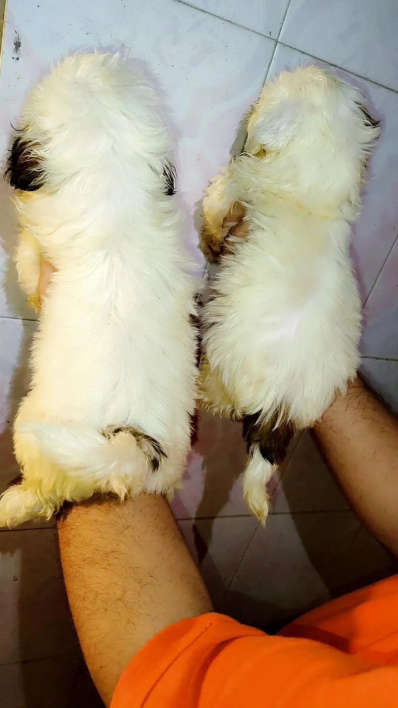 shihtzu male and female showclass quality — photo 2