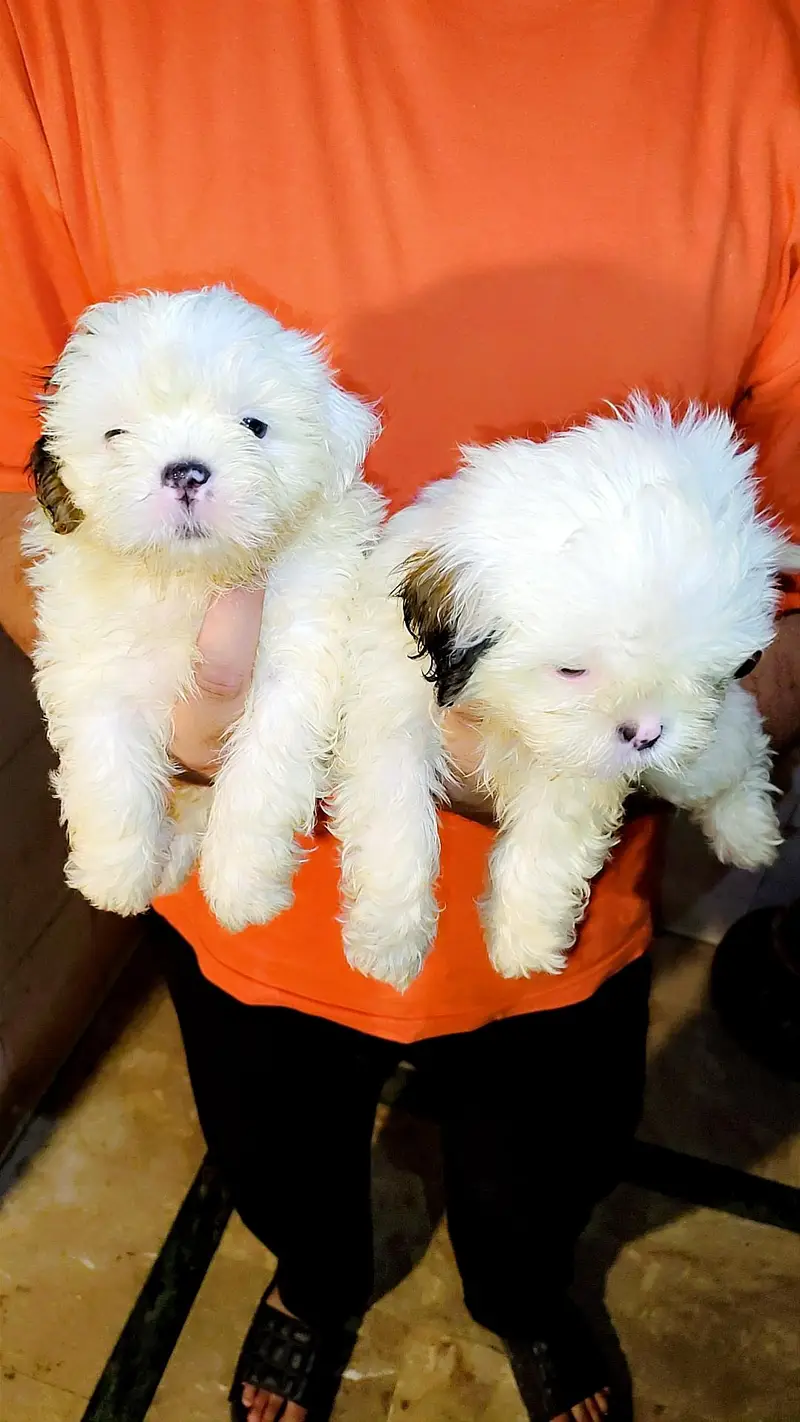 shihtzu male and female showclass quality — photo 3