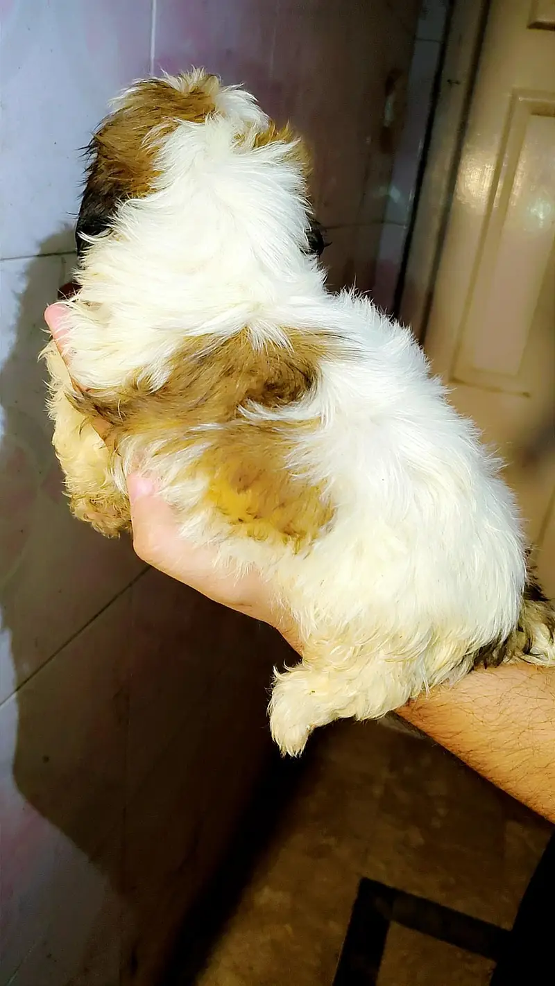 shihtzu male and female showclass quality — photo 4