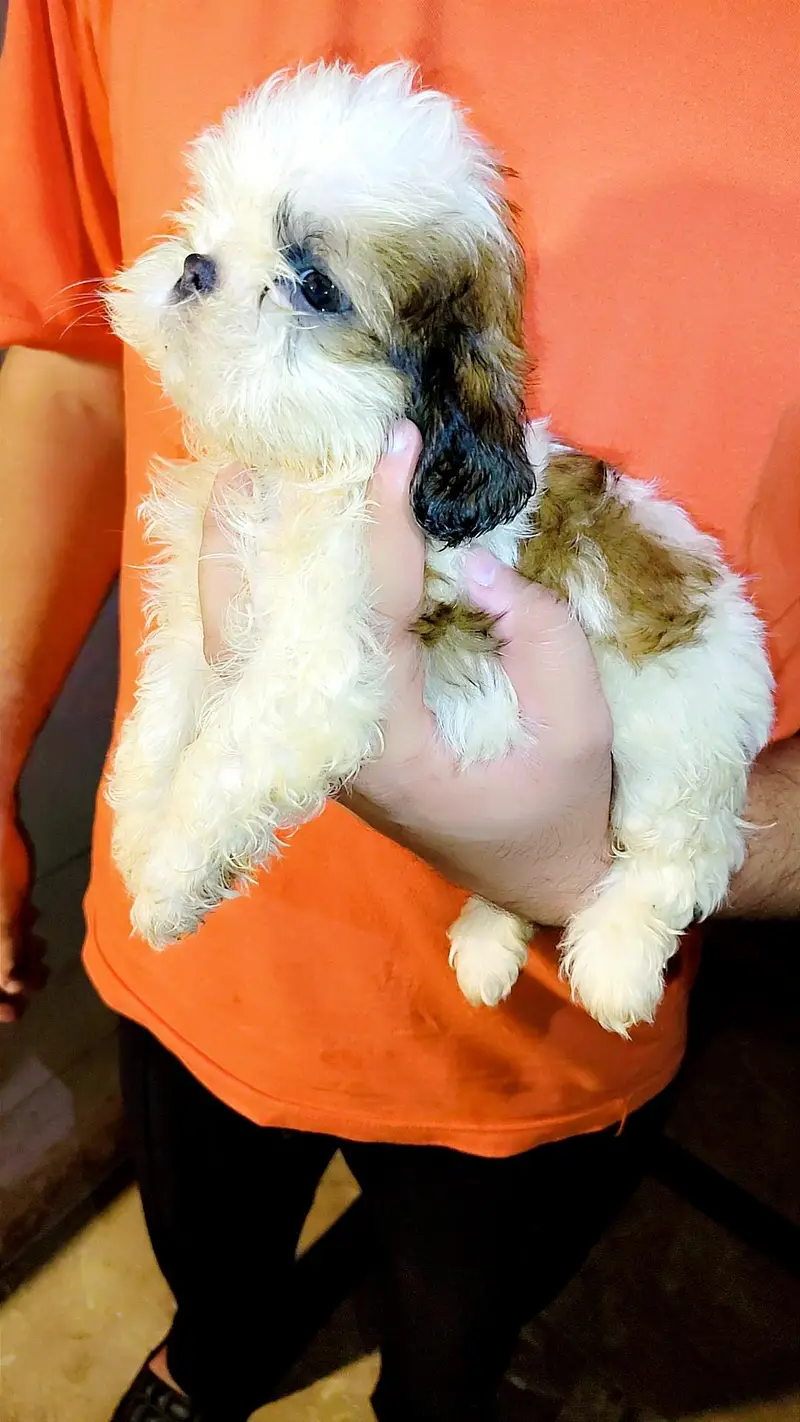 shihtzu male and female showclass quality — photo 5