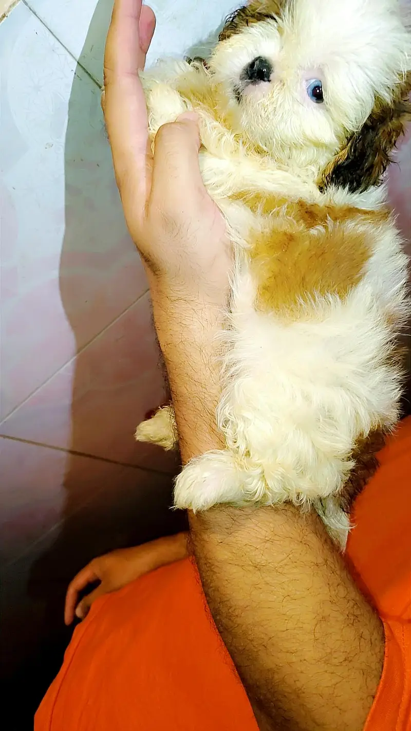 shihtzu male and female showclass quality — photo 6