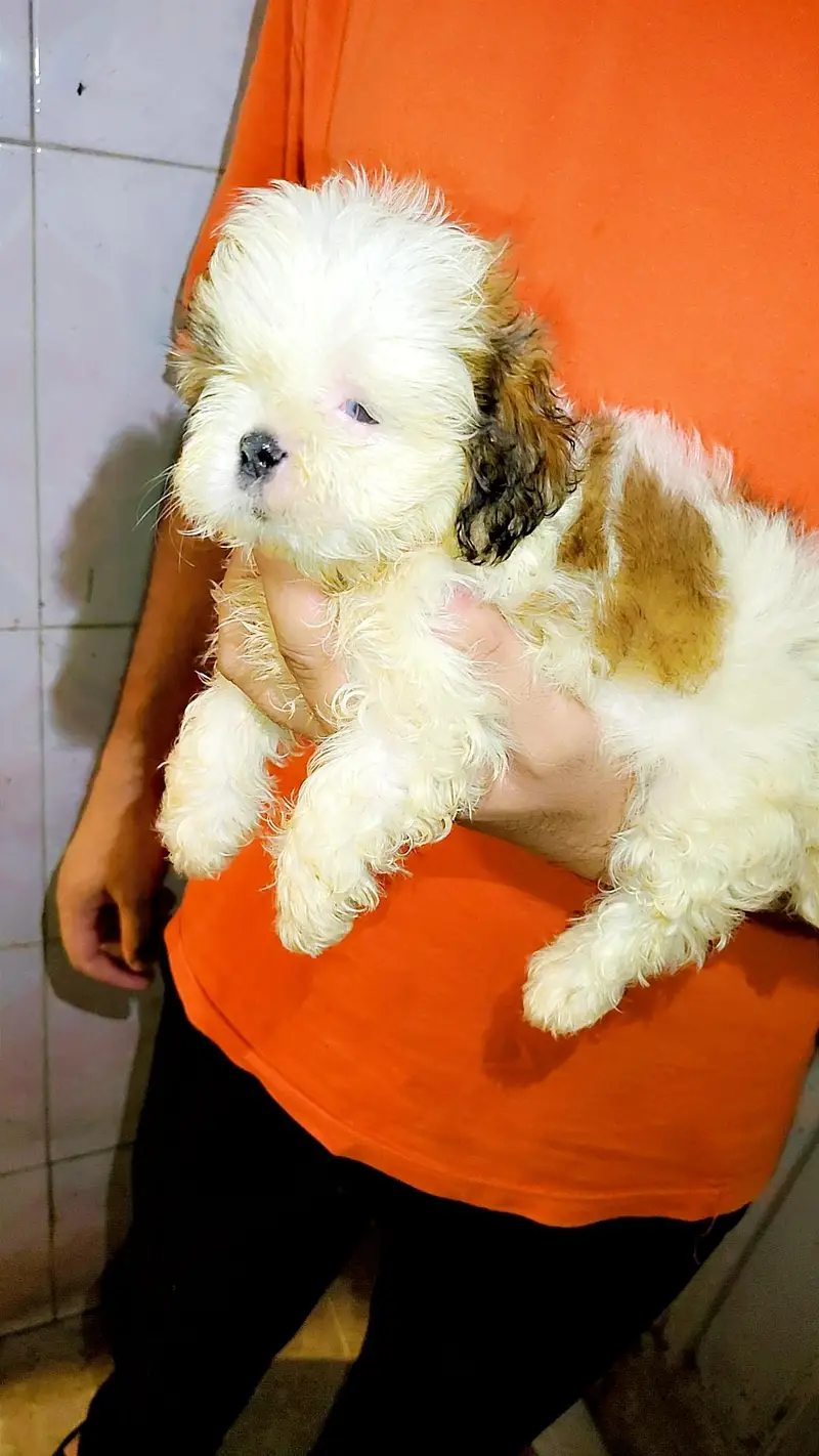 shihtzu male and female showclass quality — photo 7