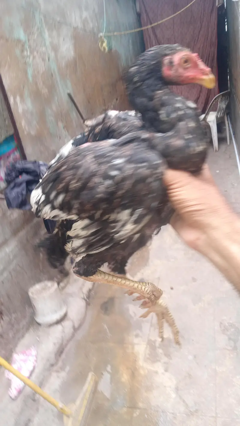 aseel para Punjab bread — photo 2