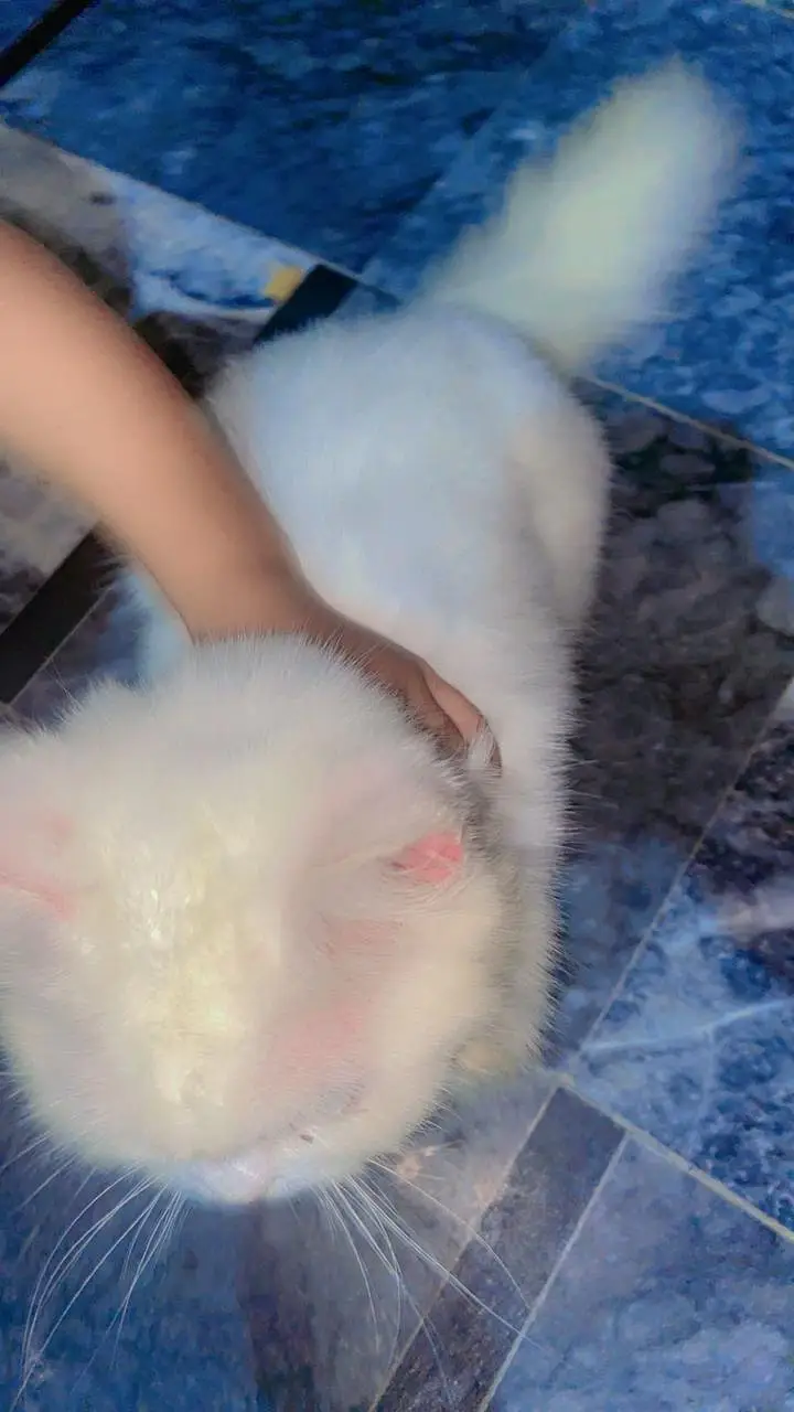white colour kitten 9 month for sale — photo 2