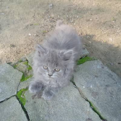 British shorthair kittens