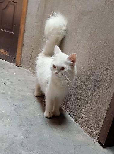adult female cats for sale, 7k final price