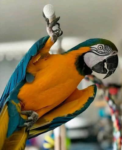 blue Macaw parrot checks for sale0344%5146%577