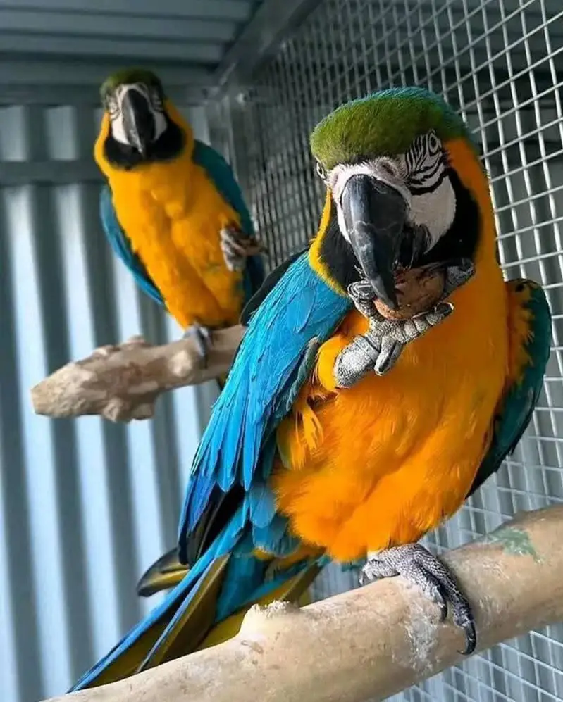 blue Macaw parrot checks for sale0344%5146%577 — photo 2