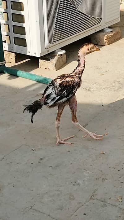 Aseel patha (chick,Choza) 03006868440