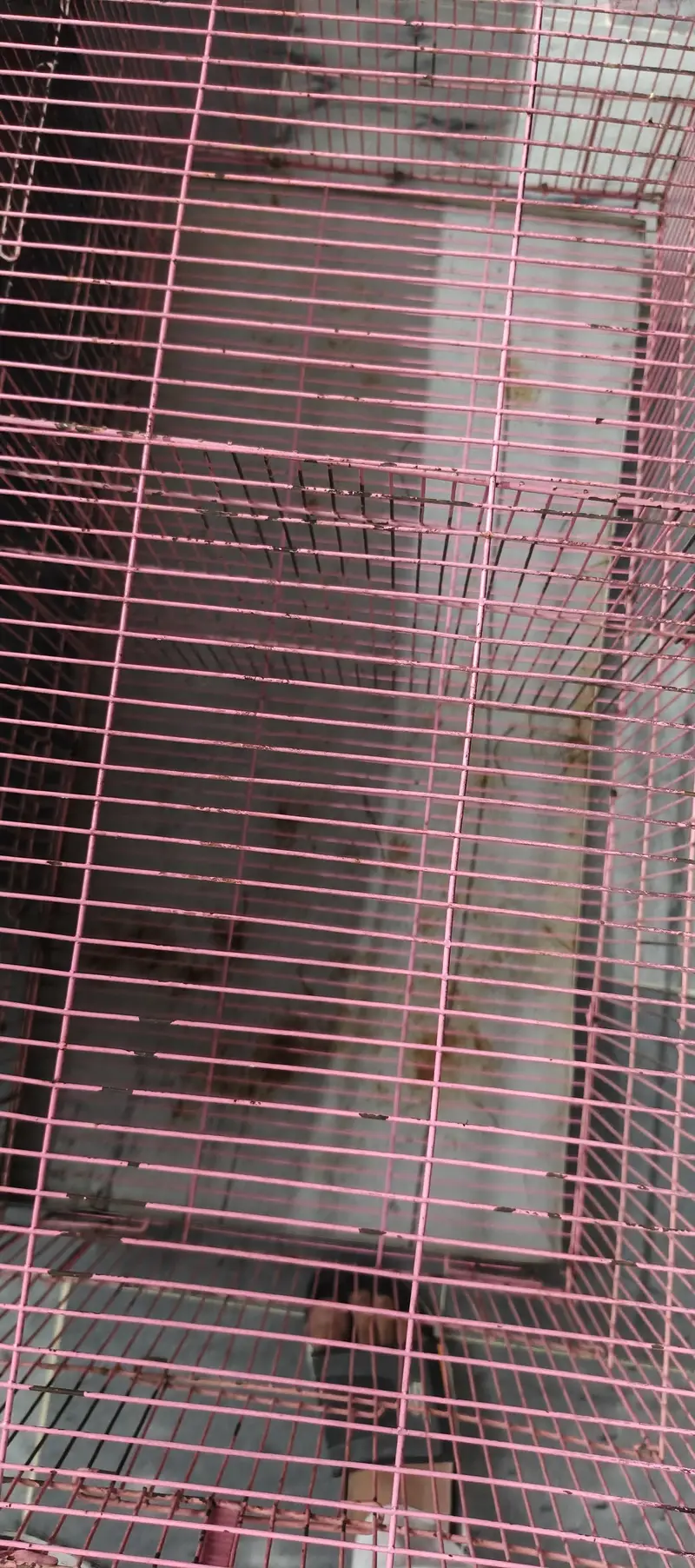 Cages for sale — photo 6