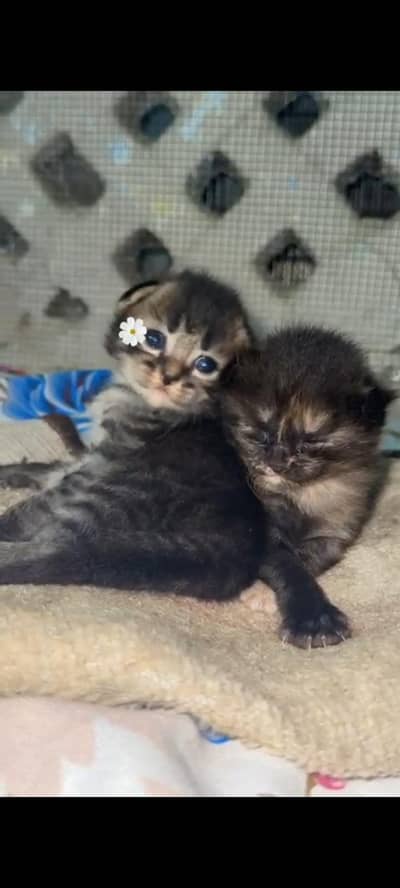Persian cat with kittens