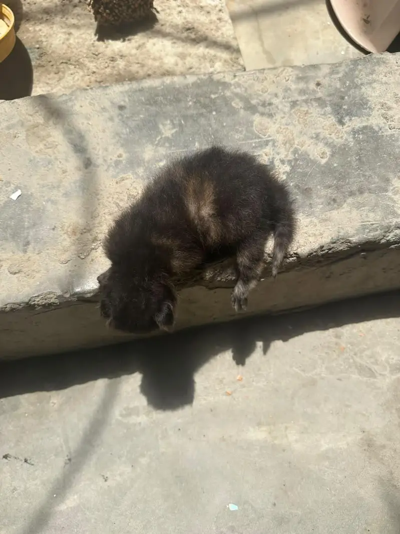 Persian cat with kittens — photo 3