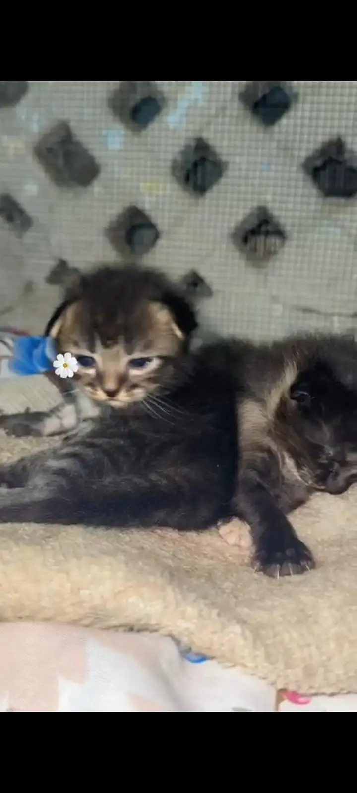 Persian cat with kittens — photo 4