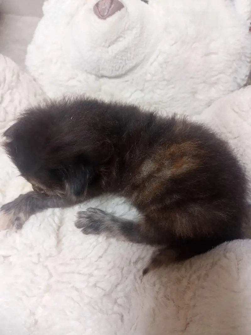 Persian cat with kittens — photo 5
