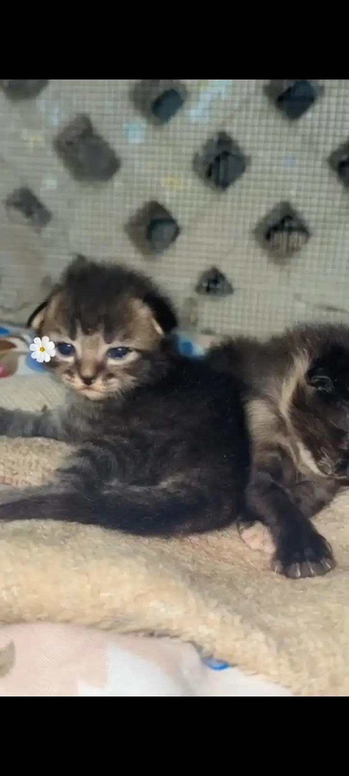 Persian cat with kittens — photo 6
