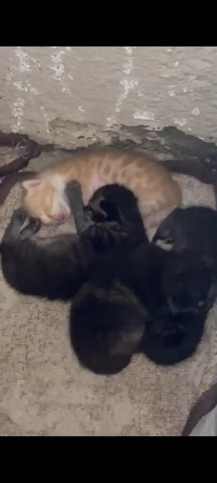 Persian cat with kittens — photo 7