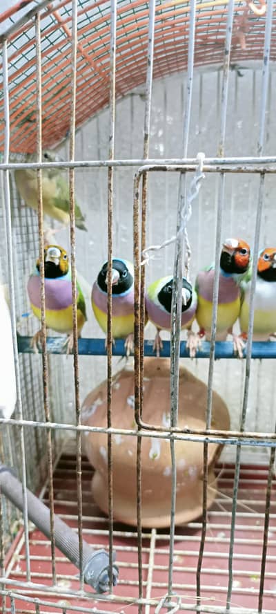 Gouldian finch