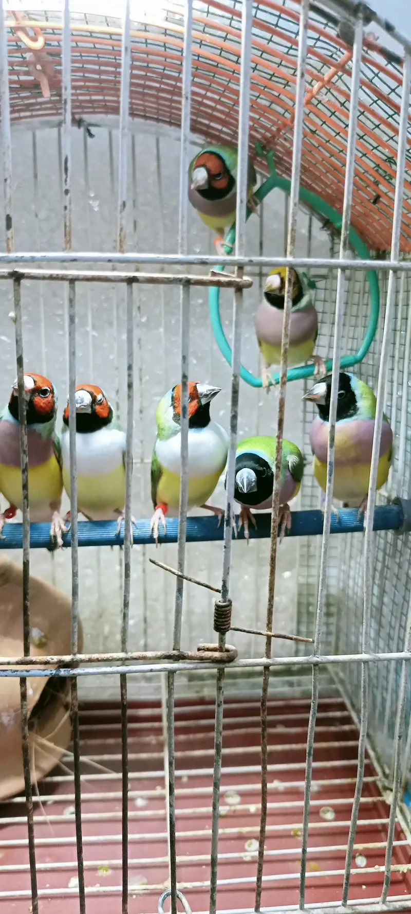Gouldian finch — photo 2