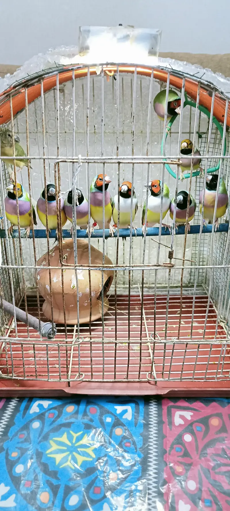 Gouldian finch — photo 3